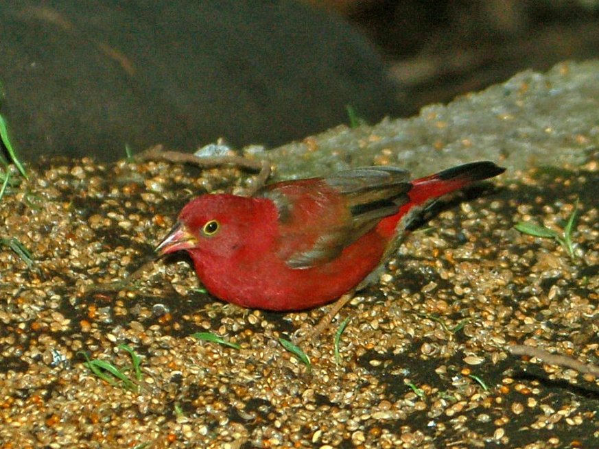 Un piccolo uccello purpureo